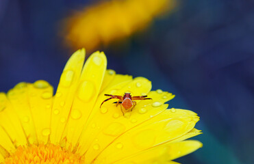 A yellow spider in a yellow flower