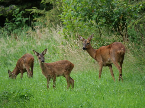 roe deer with roe calf alert in summer green landscape