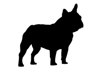 Silhouette of the body of a French bulldog sitting on the side - 514753360