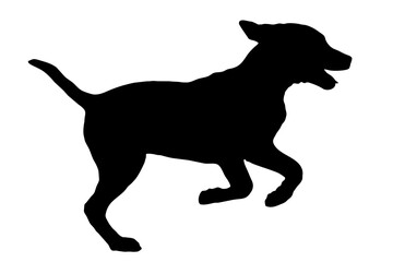 Silhouette of the body of jack Russell sitting on the side