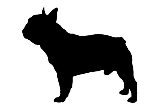 Silhouette of the body of a French bulldog sitting on the side