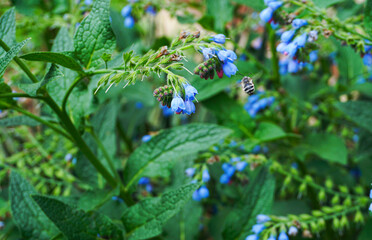 Bees fly in front of flowers
