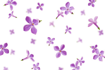 Fototapeta na wymiar Falling lilac flower isolated on white background, selective focus