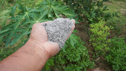 Hand holding the ashes as fertilizer for the maintenance of plants planted in the agricultural garden.