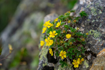 ミヤマキンバイ