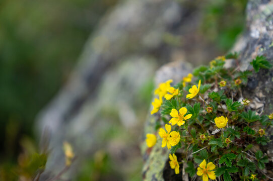 ミヤマキンバイ Images Browse 40 Stock Photos Vectors And Video Adobe Stock