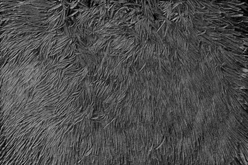 blac, gray wool, fur, fur coat texture. Ecology, animal protection, artificial fur