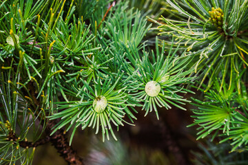 ハイマツと水滴