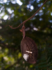 low budget mobile camera RAW image