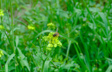 The bees landed on a yellow flower