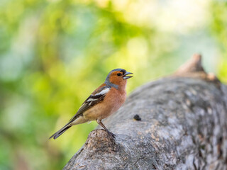 Common chaffinch, Fringilla coelebs, sits on a tree. Common chaffinch in wildlife.