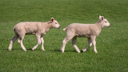 Obraz premium Two young lambs walking across a field in Yorkshire on a sunny day
