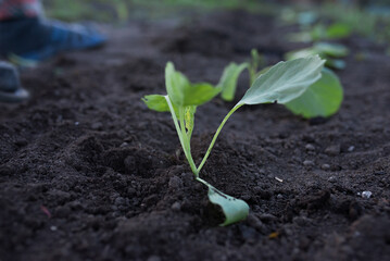 Planting seedlings of young cabbage in the garden. High quality photo