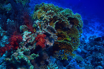 tropical sea underwater background diving ocean