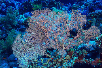 coral reef background, underwater marine life ecosystem ocean sea