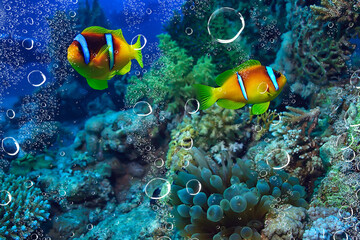 Fototapeta na wymiar anemone fish, clown underwater orange fish sea background aquarium