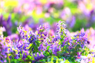 Fototapeta premium Corýdalis flower ornamental, wallpaper spring, ecology