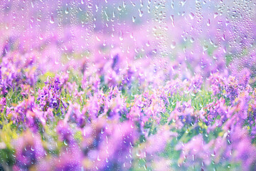 Obraz premium spring wild flowers rain drops abstract background