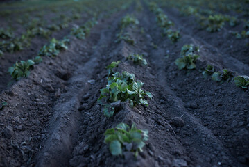 Rows of young potatoes in the field. High quality photo