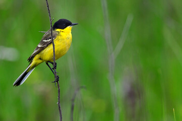 Schafstelze, Maskenschafstelze // Black-headed wagtail (Motacilla flava feldegg) - Region Mazedonien , Griechenland
