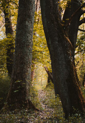 autumn in the forest