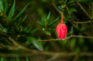 red flowers,plants