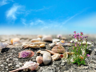  seashell on rock  and wild flowers on the beach  blue sky nature  travel leisure landscape