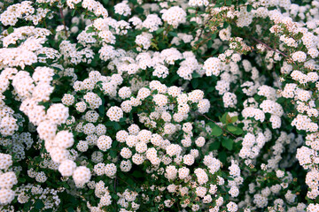 Bush Vanhoutte spirea. Spring blooming shrub with many white flowers - Spirea, general view. Also...