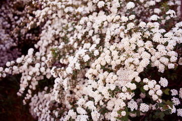 Bush Vanhoutte spirea. Spring blooming shrub with many white flowers - Spirea, general view. Also...