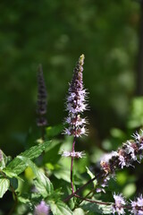 flowering mint
