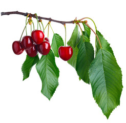 ripe cherries on branch with leaves isolated on white