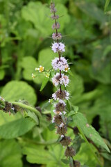flowering mint
