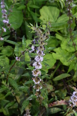 flowering mint