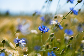 Polne kwiaty na polu 