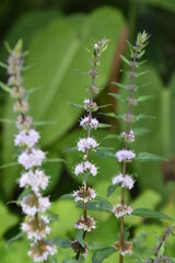 flowering mint