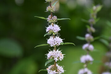 flowering mint