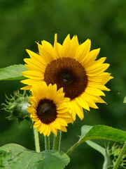 When it comes to the best summer flower, it is the sunflower
