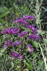 Obraz premium Summer garden flower