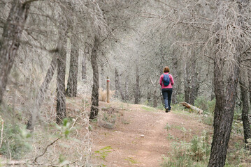 Hiker woman walking calmly through the forest.