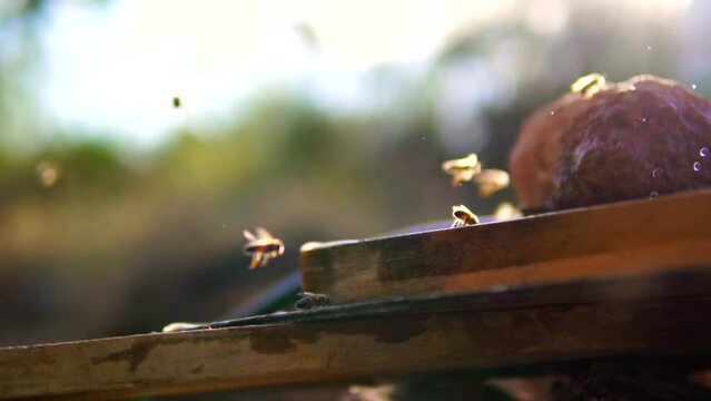 lavender and bees and butterflies and nature and water 