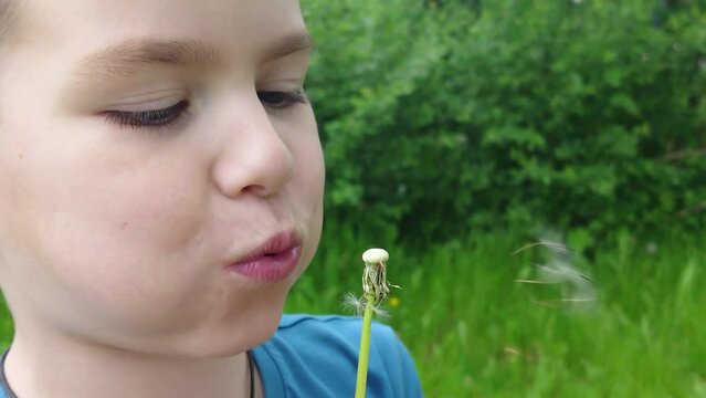 A boy blows on a white fluffy dandelion