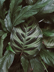 Obraz premium Green tropical leaves photo background. Calathea makoyana.