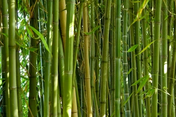 Fotobehang bamboo forest background © Carolina