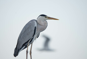 gray heron, sea, bird, heron, nature, animal, grey, water, great blue heron, wild, blue heron, fishing, istanbul