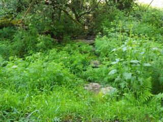 pasos de la vieja, antiguo paso de construccion popular para los rios formado por cuatro grandes piedras, ruta de senderismo de las gándaras, vilasantar, galicia, españa, europa