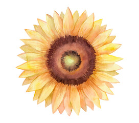 Watercolor drawing of a bright sunflower isolated on a white background.