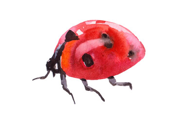original art, watercolor painting of red lady bug - obrazy, fototapety, plakaty