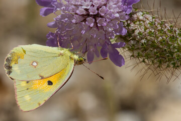Mariposa Colias sobre flor Scabiosa