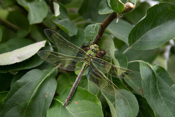 A green female Dragonfly - Emperor Dragonfly, Blue Emperor - sits, rests and hides well camouflaged in an apple tree, Anax imperator