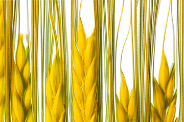 Macro of yellow ears of barley on white background, Hordeum vulgare